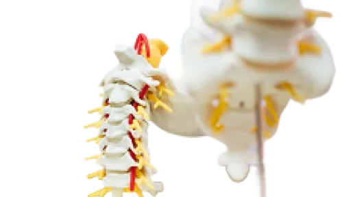 spine